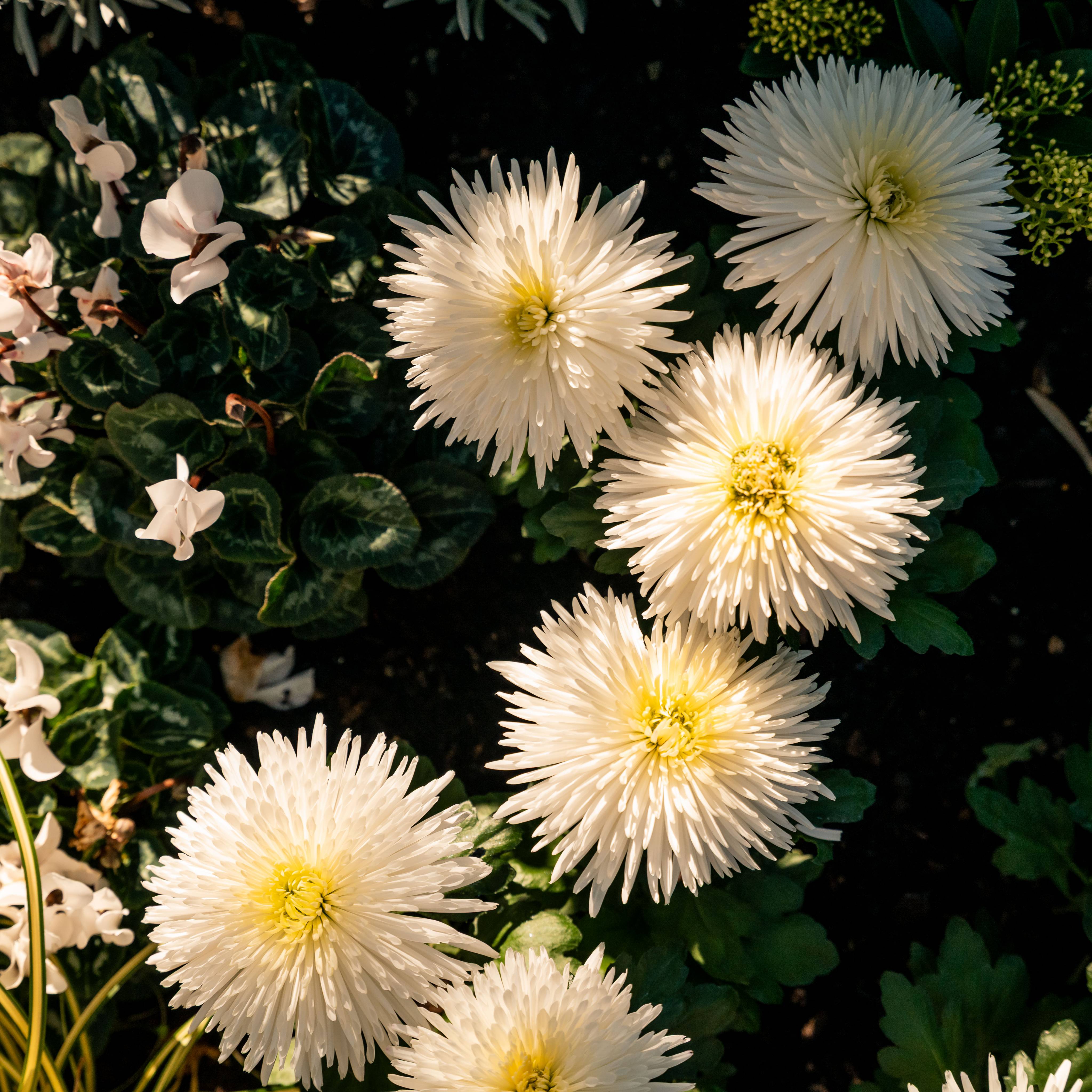 Ansitz Plantiz - ✅ Ansitz Plantiz OM Landingpages